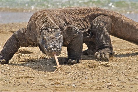 Komodo Dragon Animal Facts And Photos All Wildlife Photographs