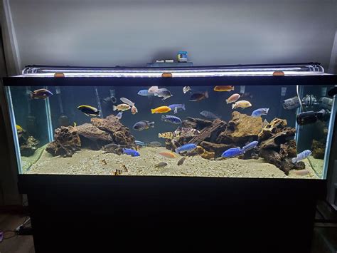 Freshly Cleaned 180 Gallon Mixed African Cichlid Tank Rcichlid