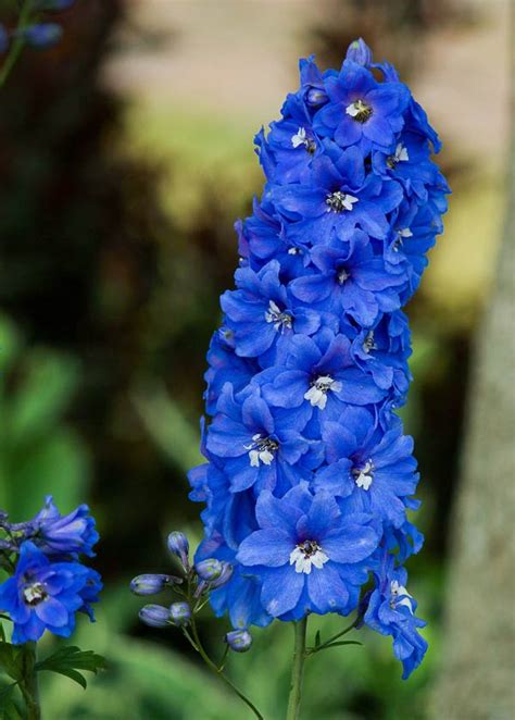 How To Get Delphiniums To Bloom Twice In One Season Empress Of Dirt