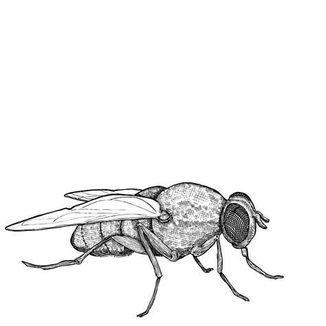 Fly Flying Drawing