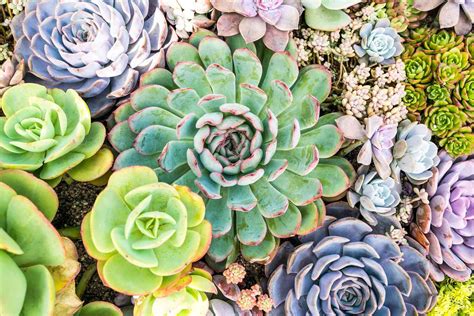 How To Plant Succulent Ground Cover Storables