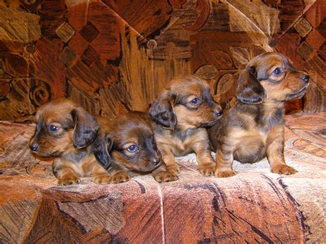 Find dachshund puppies and breeders in your area and helpful dachshund information. Dog in a Condo - Most Popular Breeds, Tips & Tricks ...