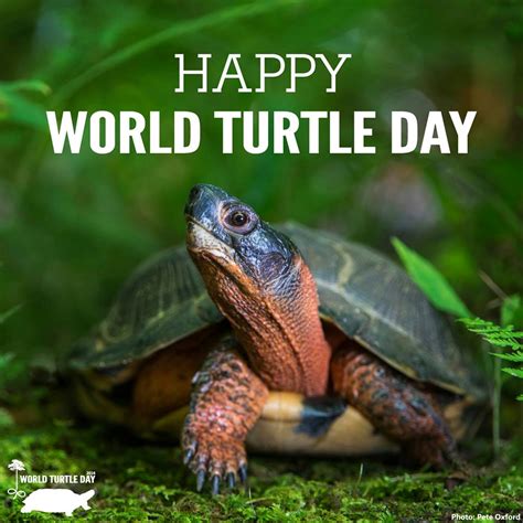 David Weatherly World Turtle Day 2016