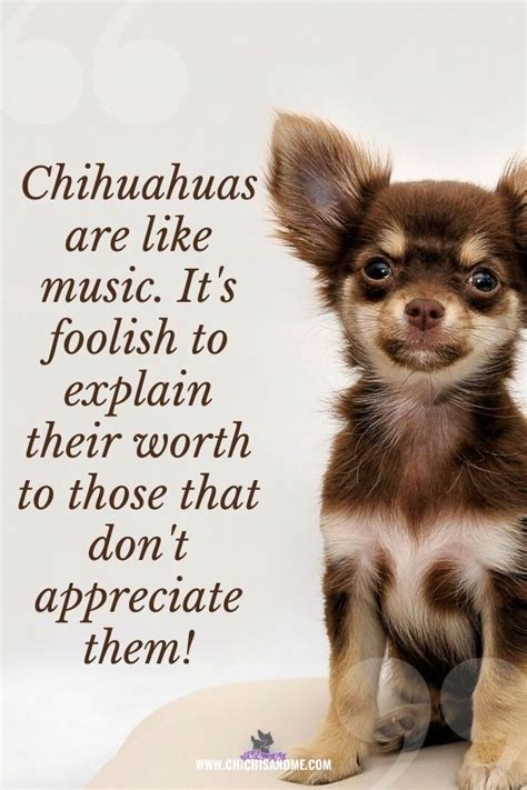Chihuahua Quotes Chihuahuas Chihuahuafacts Chihuahuacare