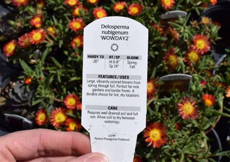 Protecting trademarks in domain names: What's a Plant Patent? | The World's Best Gardening Blog