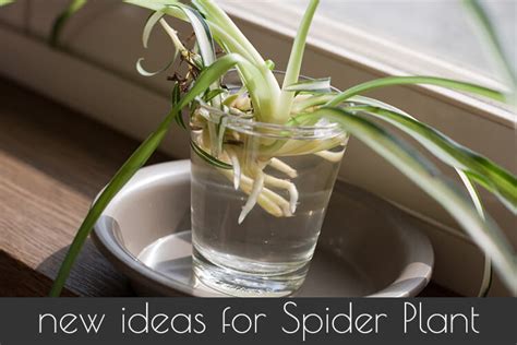 Spider plants (chlorophytum comosum) never go out of style, thanks to their hardiness and nearly foolproof care. Spider Plant: How to Grow and Care for Spider plants ...