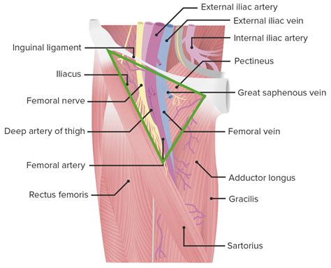 Femoral Triangle Anatomy Femoral Nerve Anatomy Fascia Lata Porn Sex Picture