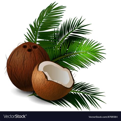 Coconut Tropical Nut Fruit Royalty Free Vector Image