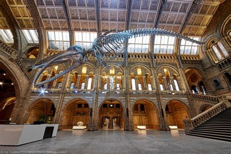 Wexford Whale Unveiled At Londons Natural History Museum