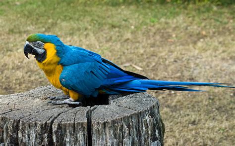 What Are Good Parrot Names 100 Name Ideas For Macaws And More Pethelpful