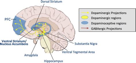 Dopaminergic Pathways In The Brain Download Scientific Diagram