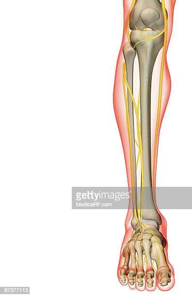 Tibial Nerve Photos And Premium High Res Pictures Getty Images