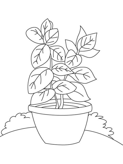 plant coloring pages for preschoolers. Plants are one of the creatures that occupy this earth