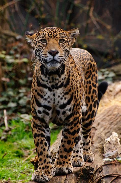 232 Best Jaguar Images On Pinterest Big Cats Animal Pictures