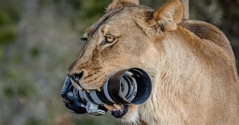 Lioness Steals Photographers Canon Dslr And Gives It To Her Cubs