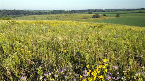 Prairie restoration in Wisconsin bright spot for native plants, birds