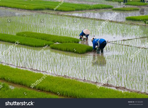 farmers-transplant-rice-field-vietnam-stock-photo-edit-now-181360289