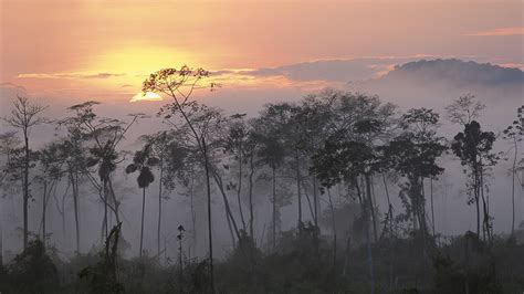 Peru Rainforest Sunset Sunrise Mist Forest Amazon