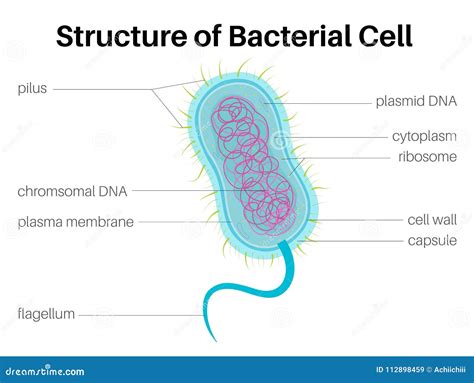 Bacterial Cell Color Diagram Of Organelles Inside The Cell Wall For