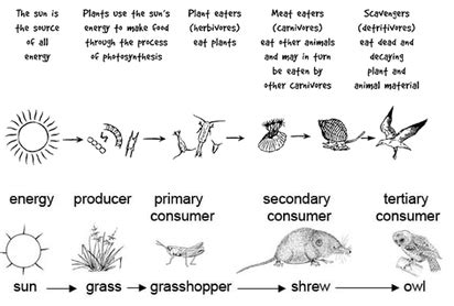 We did not find results for: Food Webs - Food Webs and Ecosystems
