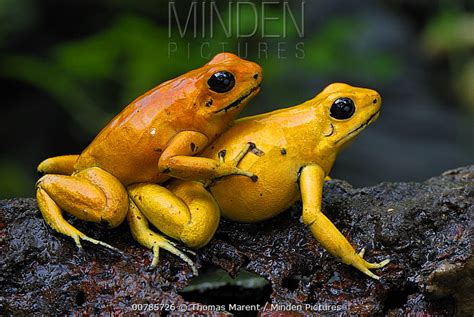 Golden Poison Dart Frog Stock Photo Minden Pictures