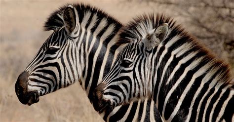 Free Stock Photo Of Africa Animals Safari