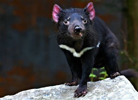 Das zumindest, wenn man auf kleine und sehr motzig klingende tiere steht. Tasmanischer Teufel Foto & Bild | tiere, zoo, wildpark ...