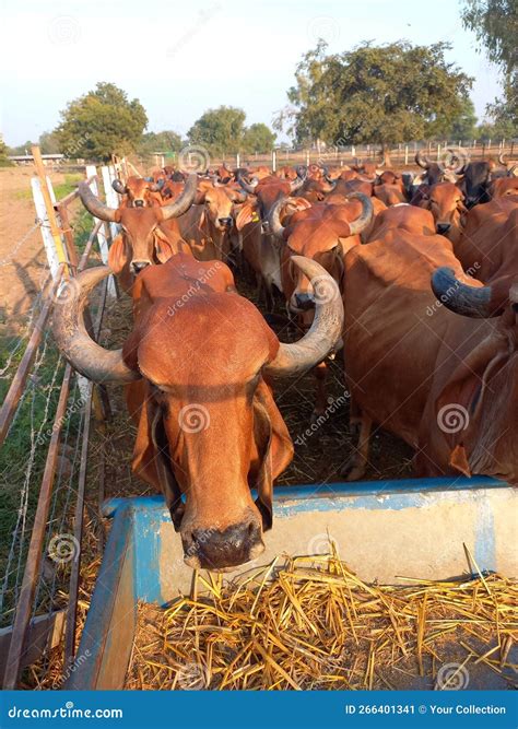 Crowd Of Beautiful Gir Cows In Ahmedabad Gujarat India Stock Image