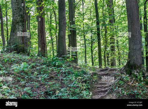 Forest Path On A Sunny Spring Day Stock Photo Alamy