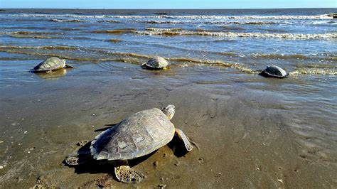 Dying Sea Turtles Turning Up On The Texas Coast In Record Numbers