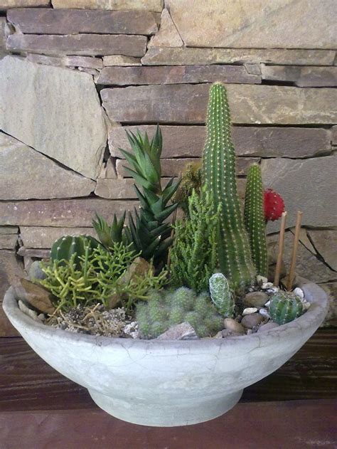 Although cacti can survive without water for weeks on end, there's no way that it's going to thrive with that little attention. 36 best images about Cactus on Pinterest | Colors ...