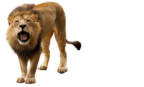 Angry Lion Png