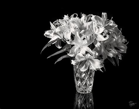 Vase Of Stargazers In Black And White Photograph By Endre Balogh
