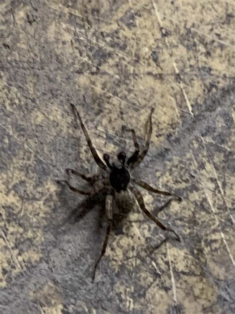 Unidentified Spider In Grand Forks North Dakota United States