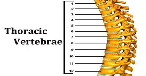 Cervical vertebrae, thoracic vertebrae, lumbar vertebrae, sacrum vertebrae and coccyx the vertebral column is formed of four different types of vertebrae: Thoracic Vertebrae - Assignment Point