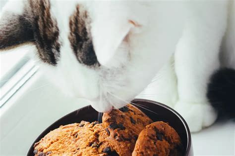 Can Cats Eat Cookies Simple Cat Guide