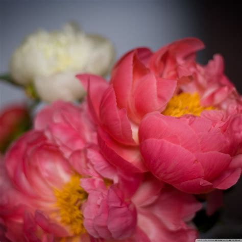 Pink Peonies Wallpaper 46 Images