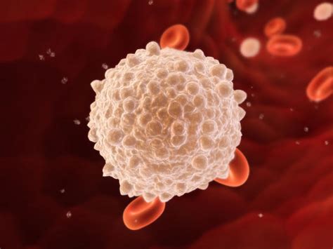 5 White Blood Cells Types And Their Functions New Health Advisor