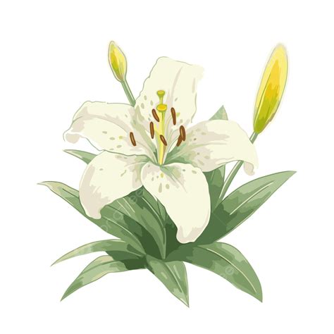 รูปอีสเตอร์ลิลลี่ Png สติ๊กเกอร์ ภาพตัดปะ ดอกไม้ สีขาว ลิลลี่ ภาพ