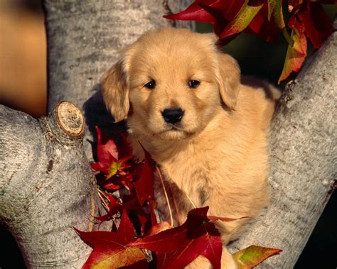 Free Download Cute Cute Puppies Photos 1600x1200 For Your Desktop