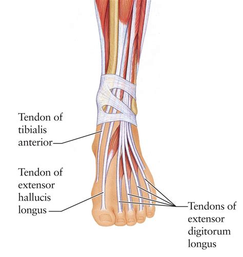 Extensor Foot Tendons Ankle Anatomy Anatomy Images Extensor Tendonitis