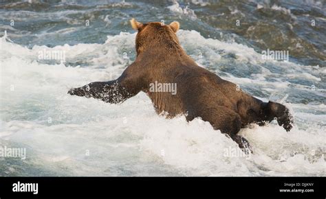 Brown Bear Laying In Mikfik Creek While Fishing For Salmon Mcneil