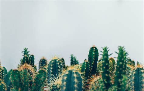 Cactus Plant Wallpapers Top Free Cactus Plant Backgrounds Wallpaperaccess