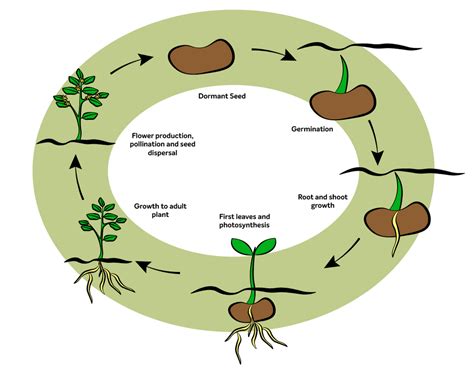 Lifecycle Of A Plant