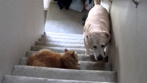 Dogs may experience fear in certain situations, either due to temperament or past experiences. Dog afraid of cat - YouTube
