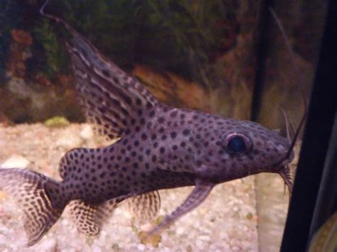 Synodontis Eupterus Cool Fish Tropical Fish Aquarium Fish