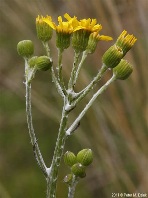 Flower stalk and fruit stalk may refer to: Packera plattensis (Prairie Ragwort): Minnesota Wildflowers