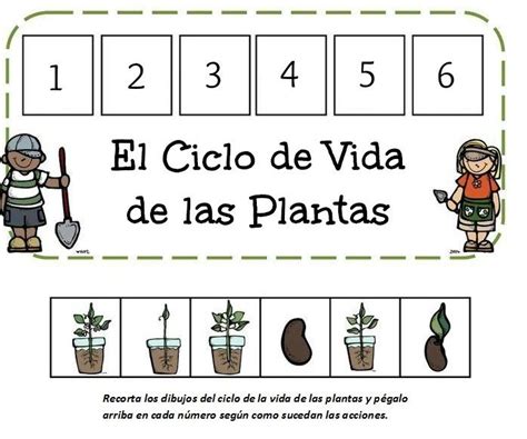 Fichas Para Aprender El Ciclo De Vida De Las Plantas Ciclo De Vida