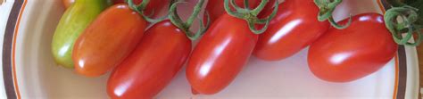 Roma Tomato Seeds West Coast Seeds Seedlings Sale