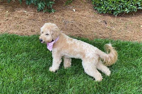 More images for how much do miniature goldendoodles cost » How Much Does A Mini Goldendoodle Weigh? - Goldendoodle Advice